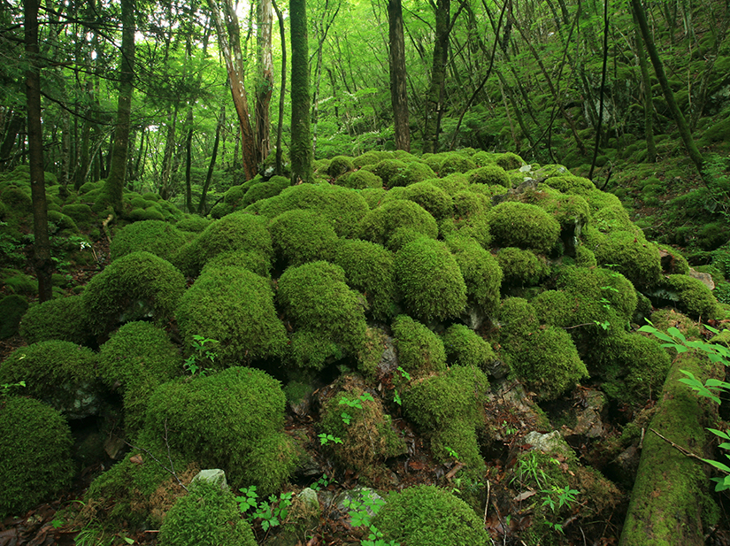 山犬嶽