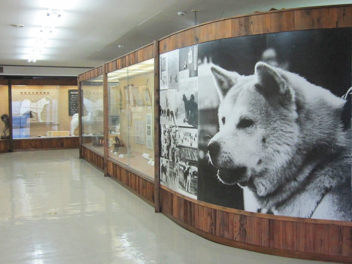 秋田犬にまつわる展示物