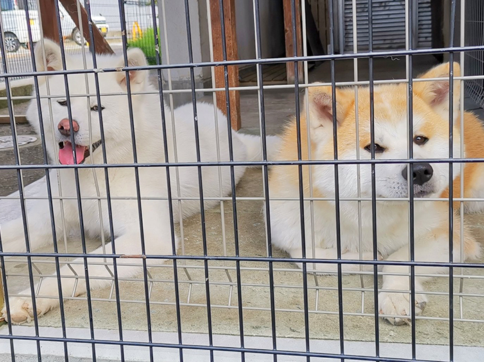 秋田犬の見学