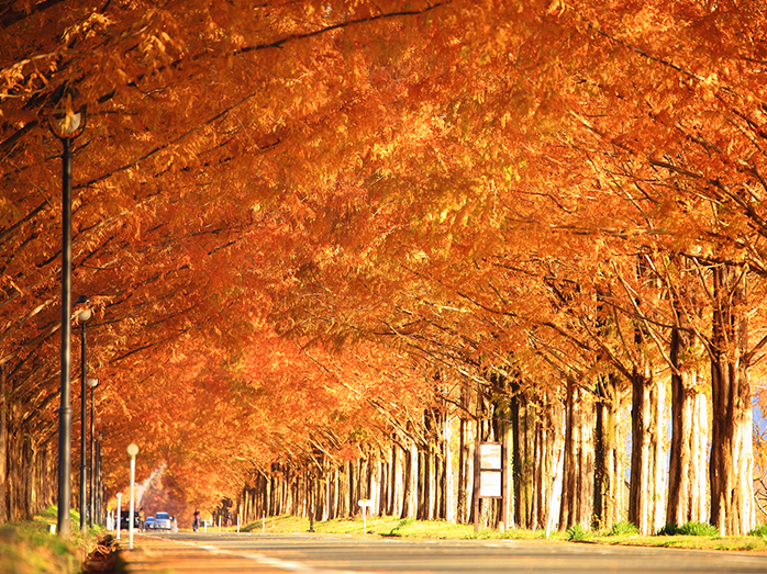 秋にはメタセコイアが紅葉