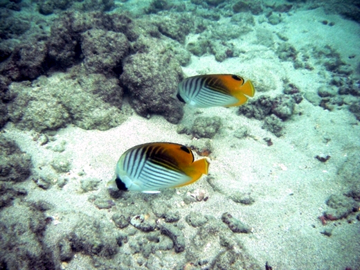 カラフルな熱帯魚の楽園