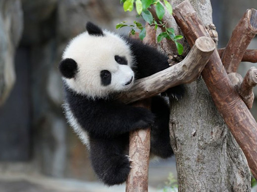 ジャージャーの画像イメージ