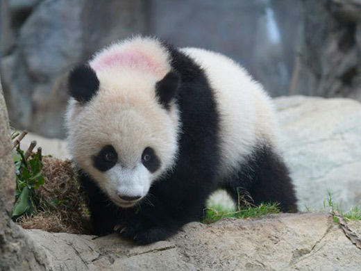 双子パンダ（弟）：ドードーの画像イメージ