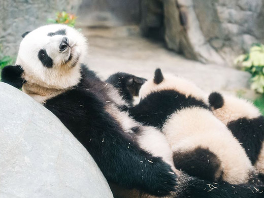 双子パンダの母：インインの画像イメージ