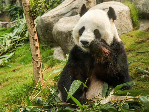 双子パンダの父：ルルの画像イメージ