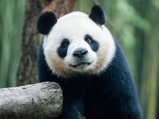 アンアンのイメージ画像