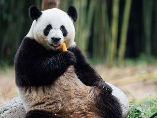 キーキーの画像イメージ