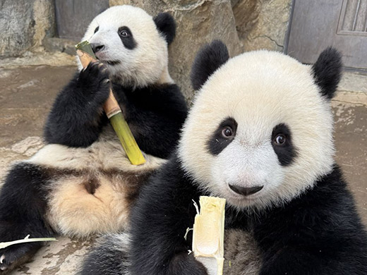 パンダ2頭のイメージ画像