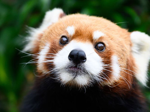 レッサーパンダの画像イメージ