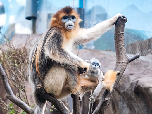キンシコウの親子の画像イメージ
