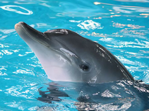 イルカの画像イメージ