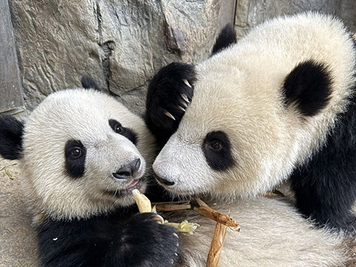 双子パンダの画像イメージ