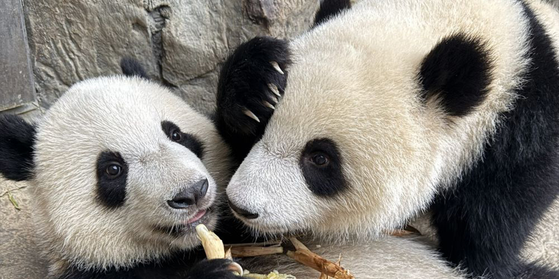 香港のパンダに会いに行こう