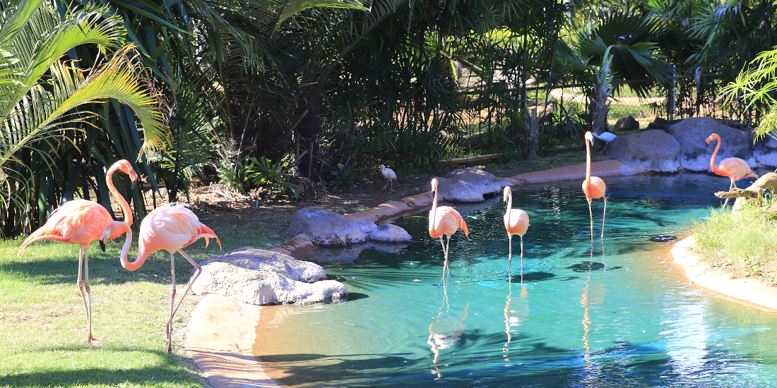 家族でホノルル動物園に行こう