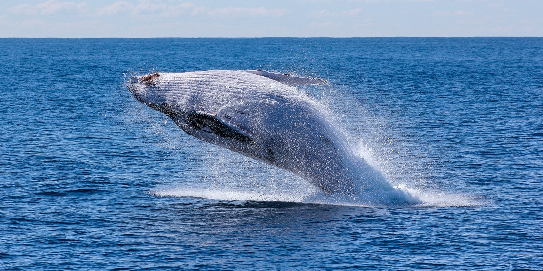 クジラのダイナミックなジャンプ！