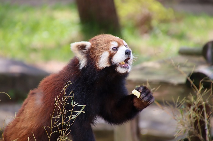 秋田市大森山動物園～あきぎんオモリンの森～