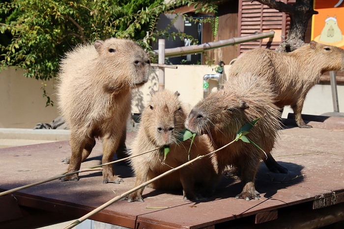 秋田市大森山動物園～あきぎんオモリンの森～