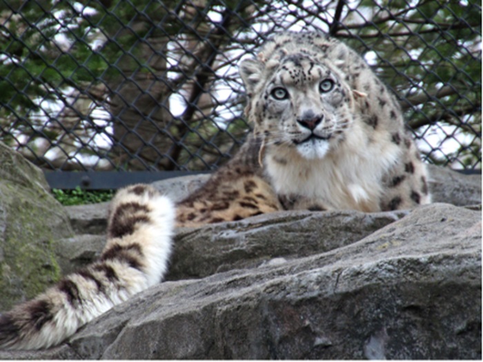 秋田市大森山動物園～あきぎんオモリンの森～