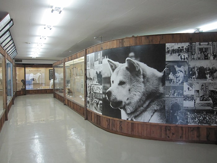 秋田犬にまつわる展示物