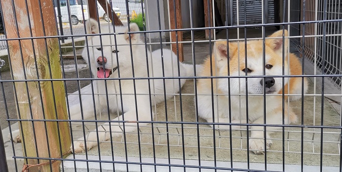 秋田犬の見学