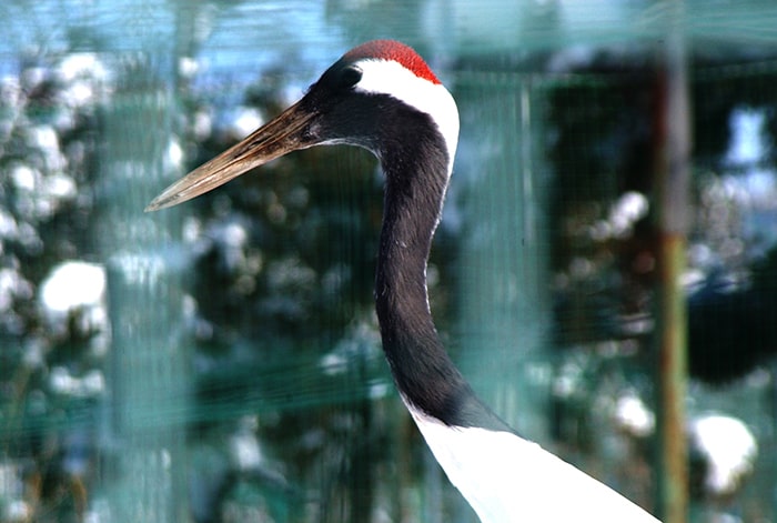 丹頂鶴自然公園