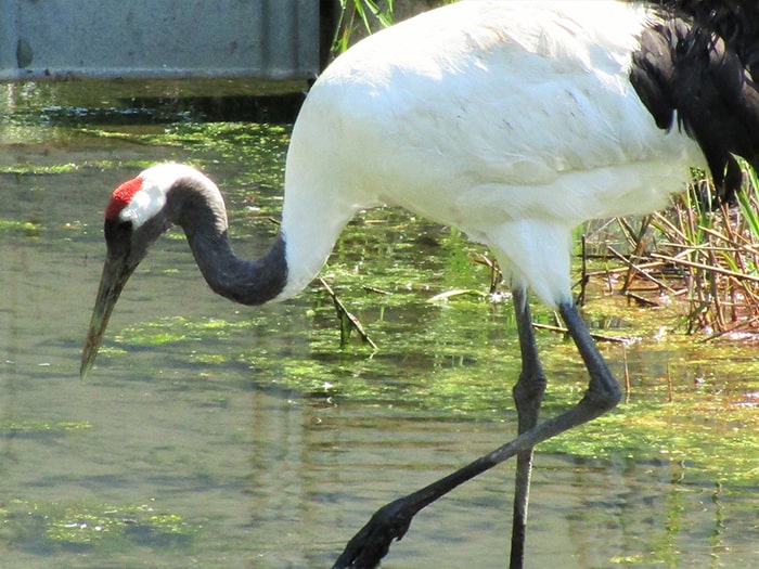 丹頂鶴自然公園