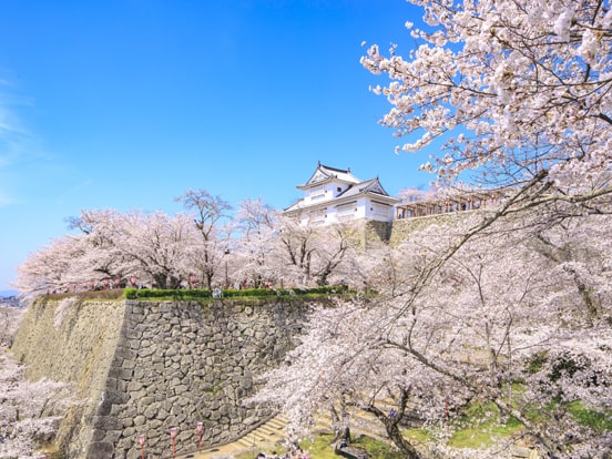 津山城（4月頃）　写真提供：岡山県観光連盟