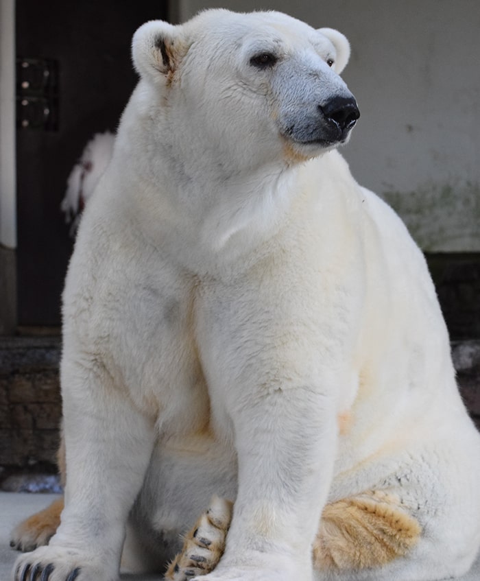 愛媛県立とべ動物園提供