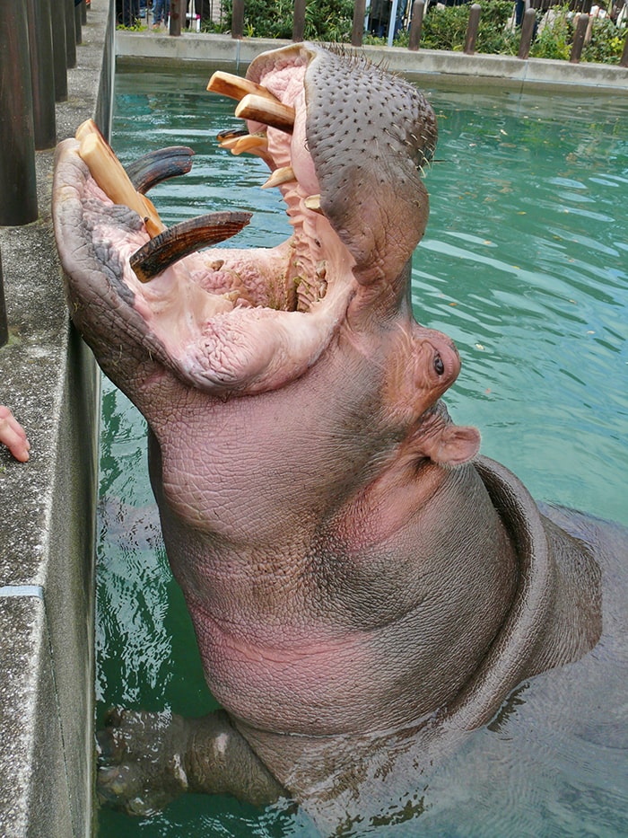 愛媛県立とべ動物園提供