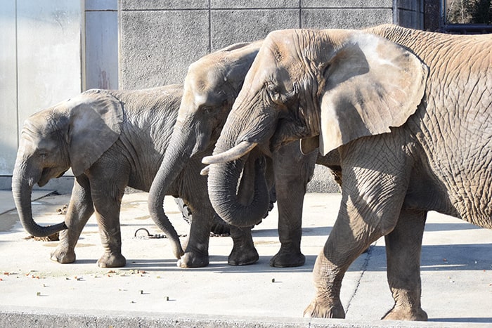 愛媛県立とべ動物園提供