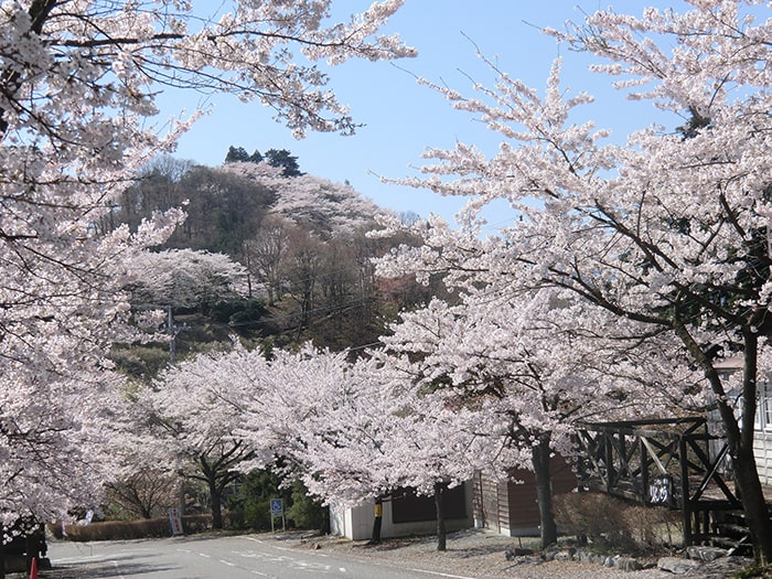 ふじおか桜まつり