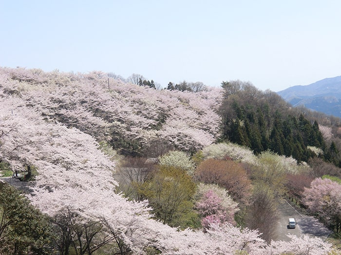 ふじおか桜まつり