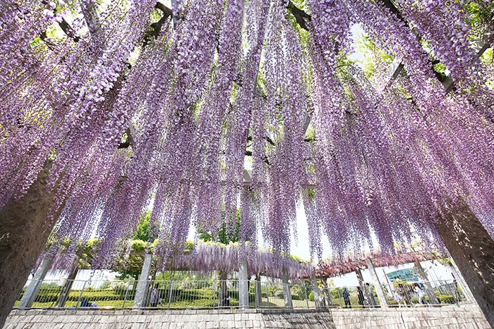 藤岡ふじまつり