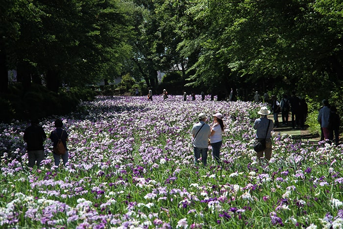 赤堀花しょうぶ園