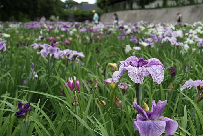 赤堀花しょうぶ園