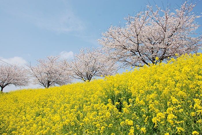 谷田川の桜づつみ