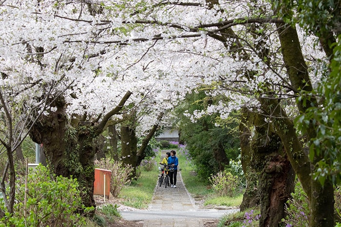 金剛寺