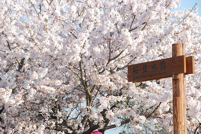 明和町桜並木