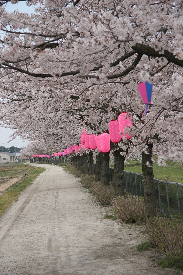 明和町桜並木