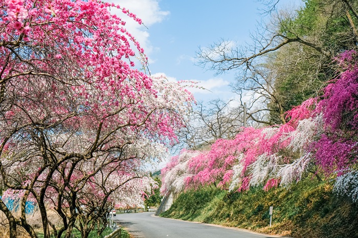 小夜戸・大畑花桃街道