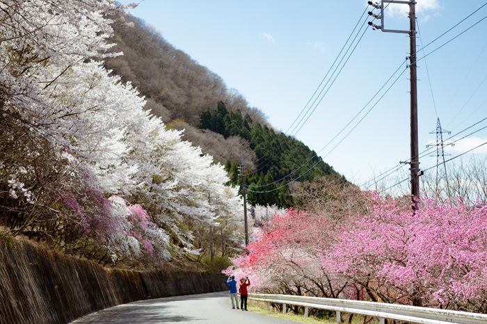 小夜戸・大畑花桃街道