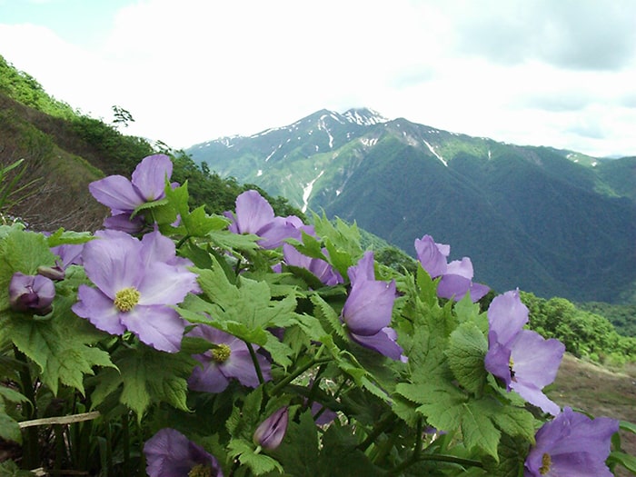 谷川岳　天神平