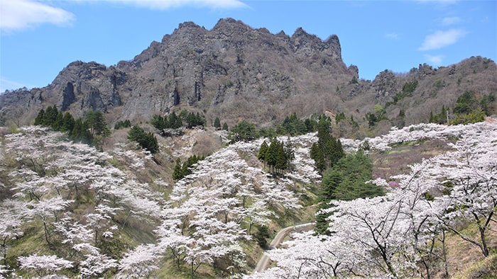 県立森林公園 さくらの里