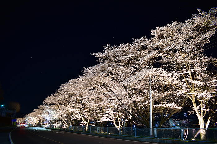 三原の桜並木