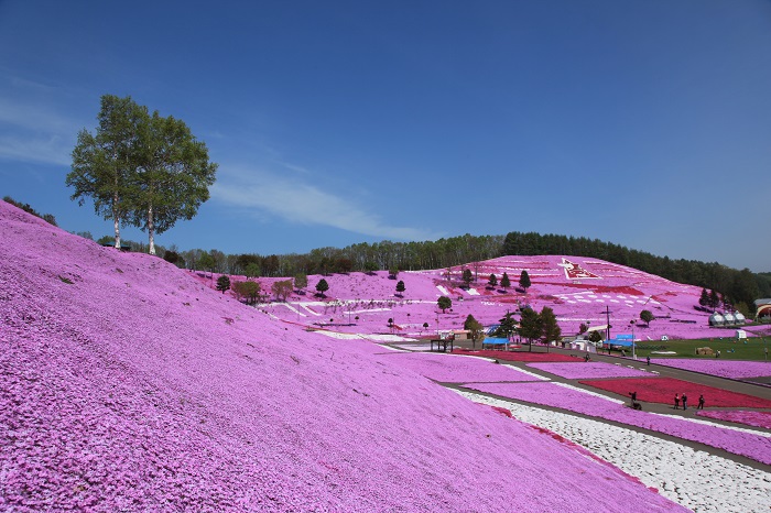 ひがしもこと芝桜公園