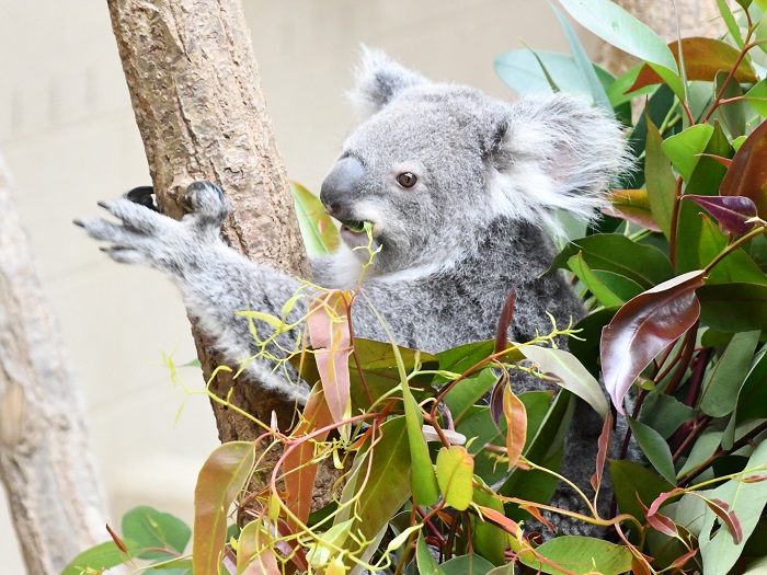 神戸市立王子動物園　コアラ（エマ）