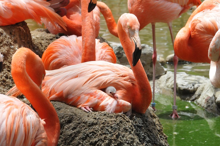 神戸市立王子動物園　フラミンゴ