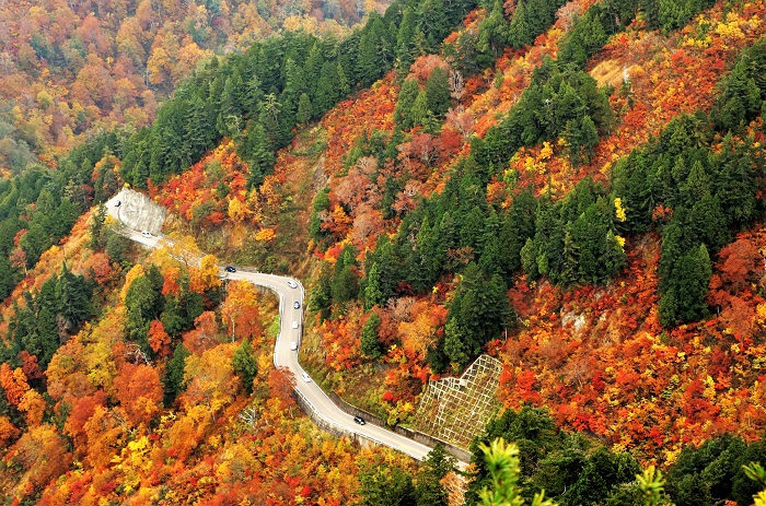 写真提供： 白山林道石川管理事務所