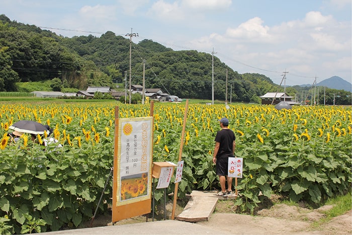 まんのうひまわりまつり