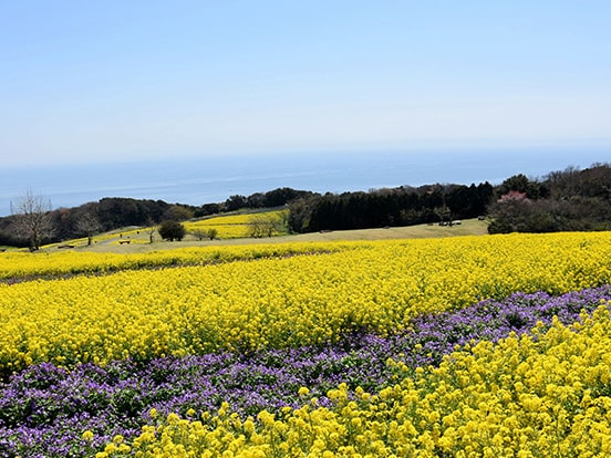 4月頃撮影　写真提供：兵庫県立公園 あわじ花さじき